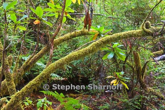 mossy limbs 3755 1 graphic